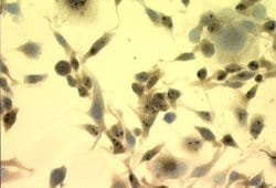 HSP70/HSPA1A Antibody (C92F3A-5), Novus Biologicals 0.2mg; Unlabeled:Antibodies,