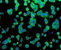 HSP70/HSPA1A Rabbit anti-Human, Clone: SA0379, Novus Biologicals 100&mu;L:Antibodies,