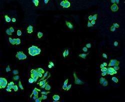 HSP70/HSPA1A Rabbit anti-Human, Clone: SA0379, Novus Biologicals 100&mu;L:Antibodies,