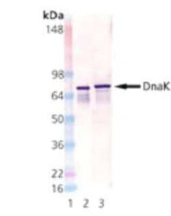 HSP70/DnaK Antibody (8E2/2), Novus Biologicals:Antibodies:Primary Antibodies