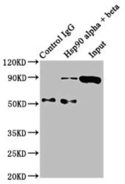 HSP90 Antibody (10D6), Novus Biologicals 100 &mu;g; Unconjugated:Antibodies,