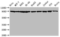 HSP90 Antibody (10D6), Novus Biologicals 100 &mu;g; Unconjugated:Antibodies,