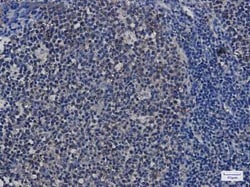 HSP90 Rabbit anti-Human, Mouse, Rat, Clone: S08-8A1, Novus Biologicals 25 &mu;g | Buy Online | Novus Biologicals | Fisher Scientific