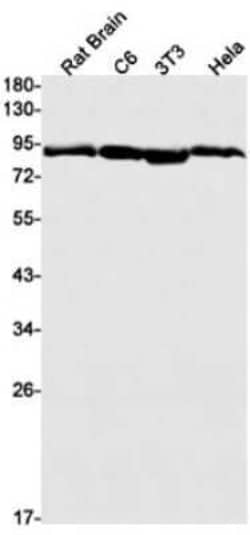 HSP90 Rabbit anti-Human, Mouse, Rat, Clone: S08-8A1, Novus Biologicals 25 &mu;g | Buy Online | Novus Biologicals | Fisher Scientific