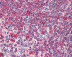 HSP90 Antibody (16F1), Novus Biologicals:Antibodies:Primary Antibodies