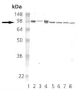 HSP90 Antibody (16F1), Novus Biologicals:Antibodies:Primary Antibodies