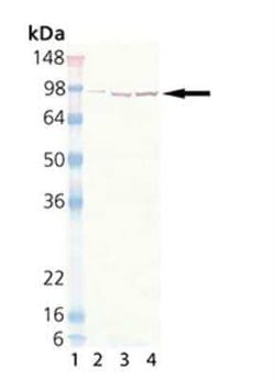 HSP90 Antibody (2D12), Novus Biologicals:Antibodies:Primary Antibodies