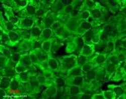 HSP90 Antibody (4F3.E8), Novus Biologicals 200&mu;g; Unlabeled:Antibodies,