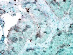 HSP90 Antibody (4F3.E8), Novus Biologicals 200&mu;g; Unlabeled:Antibodies,
