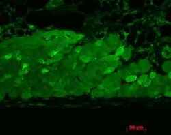 HSP90 Antibody (4F3.E8), Novus Biologicals 200&mu;g; Unlabeled:Antibodies,