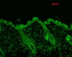 HSP90 Antibody (4F3.E8), Novus Biologicals 200&mu;g; Unlabeled:Antibodies,