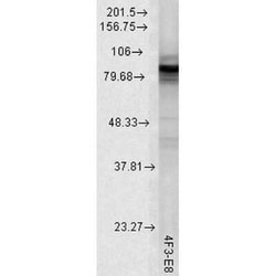 HSP90 Antibody (4F3.E8), Novus Biologicals 200&mu;g; Unlabeled:Antibodies,