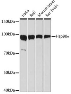 HSP90 alpha Rabbit anti-Human, Mouse, Rat, Clone: 0R3S6, Novus Biologicals