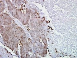 HSP90 alpha Antibody (Hyb-K41009), Novus Biologicals 0.1mg; Unlabeled:Antibodies,