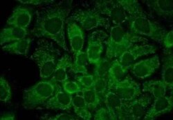 HSP90 alpha Antibody (2G5.G3), Novus Biologicals 200&mu;g; Unlabeled:Antibodies,
