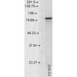 HSP90 alpha Antibody (2G5.G3), Novus Biologicals 200&mu;g; Unlabeled:Antibodies,