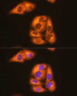 HSP90 beta Rabbit anti-Human, Mouse, Rat, Clone: 4P7Z5, Novus Biologicals 100 &mu;g | Buy Online | Novus Biologicals | Fisher Scientific