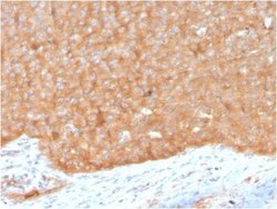 HSP90 beta Antibody (HSP90AB1/3951) - Azide and BSA Free, Novus Biologicals 100 &mu;g | Buy Online | Novus Biologicals | Fisher Scientific