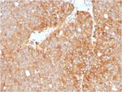 HSP90 beta Mouse anti-Human, Clone: HSP90AB1/3952, Novus Biologicals:Antibodies:Primary