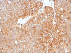 HSP90 beta Antibody (HSP90AB1/3952) - Azide and BSA Free, Novus Biologicals 100 &mu;g | Buy Online | Novus Biologicals | Fisher Scientific