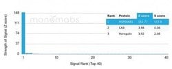 HSP90 beta Mouse anti-Human, Clone: HSP90AB1/3952, Novus Biologicals:Antibodies:Primary