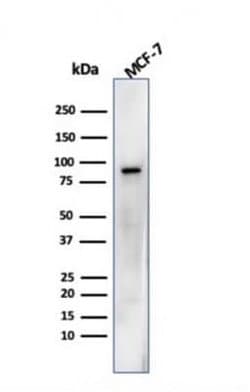 HSP90 beta Mouse anti-Human, Clone: HSP90AB1/3952, Novus Biologicals:Antibodies:Primary