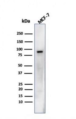 HSP90 beta Antibody (HSP90AB1/3952) - Azide and BSA Free, Novus Biologicals 100 &mu;g | Buy Online | Novus Biologicals | Fisher Scientific