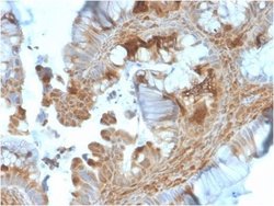 HSP90 beta Antibody (HSP90AB1/3953) - Azide and BSA Free, Novus Biologicals