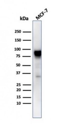 HSP90 beta Antibody (HSP90AB1/3953) - Azide and BSA Free, Novus Biologicals