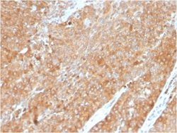 HSP90 beta Mouse anti-Human, Clone: HSP90AB1/3954, Novus Biologicals:Antibodies:Primary