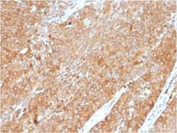 HSP90 beta Antibody (HSP90AB1/3954) - Azide and BSA Free, Novus Biologicals