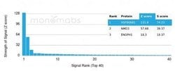 HSP90 beta Mouse anti-Human, Clone: HSP90AB1/3954, Novus Biologicals:Antibodies:Primary