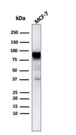 HSP90 beta Mouse anti-Human, Clone: HSP90AB1/3954, Novus Biologicals:Antibodies:Primary