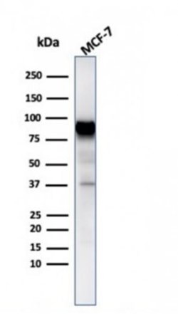 HSP90 beta Antibody (HSP90AB1/3954) - Azide and BSA Free, Novus Biologicals