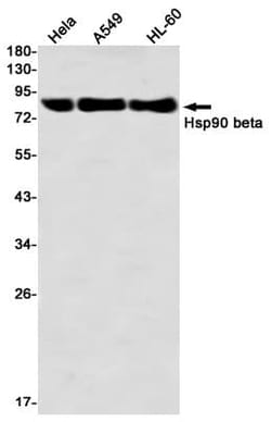 HSP90 beta Antibody (S03-8F1), Novus Biologicals 100 &mu;g; Unconjugated:Antibodies,