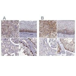 HSP90 beta Antibody, Novus Biologicals 25ul; Unconjugated:Antibodies, Polyclonal