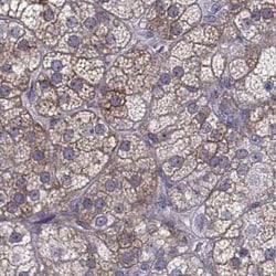 HSP90 beta Antibody, Novus Biologicals 25ul; Unconjugated:Antibodies, Polyclonal