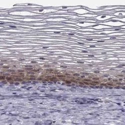 HSP90 beta Antibody, Novus Biologicals 25ul; Unconjugated:Antibodies, Polyclonal