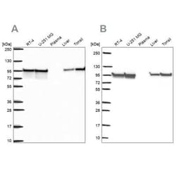 HSP90 beta Antibody, Novus Biologicals 25ul; Unconjugated:Antibodies, Polyclonal