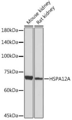 HSPA12A Rabbit anti-Human, Mouse, Rat, Clone: 8Q8M3, Novus Biologicals:Antibodies:Primary