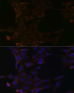 HSPA14 Rabbit anti-Human, Mouse, Clone: 4L1Z6, Novus Biologicals 20 &mu;g;