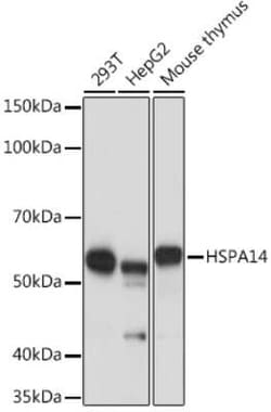 HSPA14 Rabbit anti-Human, Mouse, Clone: 4L1Z6, Novus Biologicals 20 &mu;g;