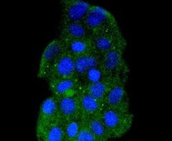 HSPA14 Rabbit anti-Human, Clone: SD08-48, Novus Biologicals 100&mu;L:Antibodies,