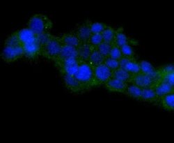 HSPA14 Rabbit anti-Human, Clone: SD08-48, Novus Biologicals 100&mu;L:Antibodies,