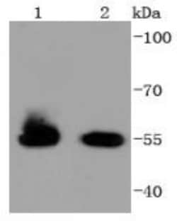 HSPA14 Rabbit anti-Human, Clone: SD08-48, Novus Biologicals 100&mu;L:Antibodies,