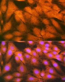 HSPA2 Rabbit anti-Human, Mouse, Rat, Clone: 5C9X0, Novus Biologicals:Antibodies:Primary