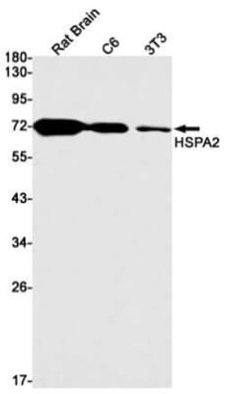 HSPA2 Rabbit anti-Human, Mouse, Rat, Clone: S08-4A4, Novus Biologicals 100 &mu;g | Buy Online | Novus Biologicals | Fisher Scientific
