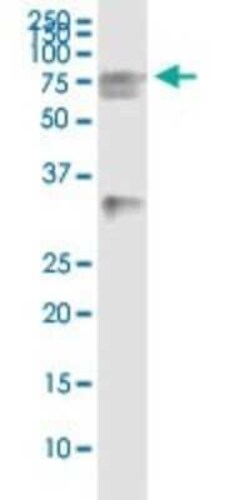 HSPA2 Antibody (3H7), Novus Biologicals 0.1 mg, Unconjugated:Antibodies,