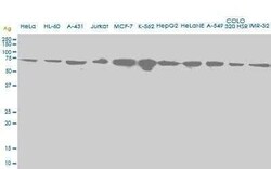 HSPA2 Antibody (S51), Novus Biologicals 0.1 mg | Buy Online | Novus Biologicals | Fisher Scientific
