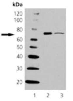 HspA6 Antibody (165f), Novus Biologicals 0.05 mg; Unconjugated:Antibodies,